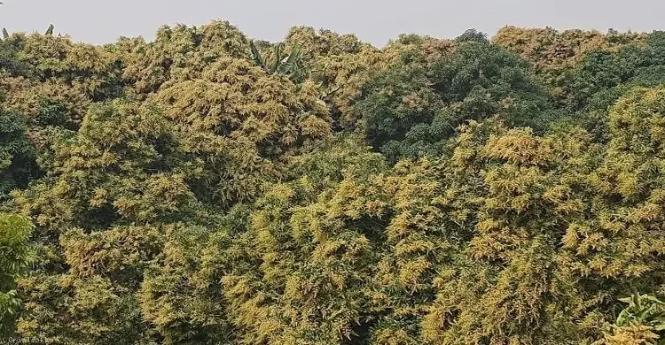 পাহাড়ে আমের মুকুল: আশার পাশাপাশি আশঙ্কায় চাষিরা